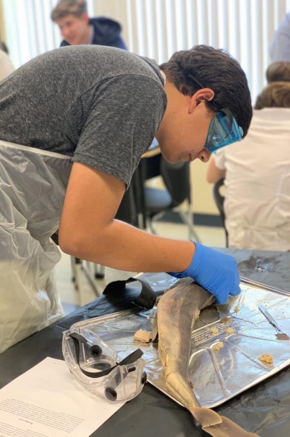 Junior, Austin Poonia, attempts to remove the brain of a dogfish shark during the dissection on Friday, November 30th. 