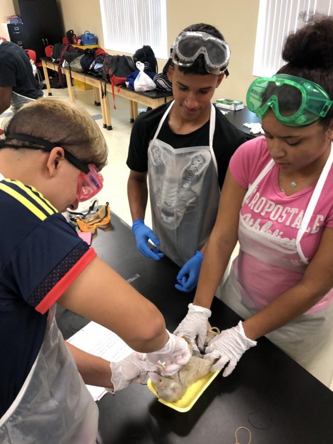 Dylan Alvarez, Jnae Ross, and Victor De Jesus Melendez take a look into the human organ system through the dissection of the fetal pig.