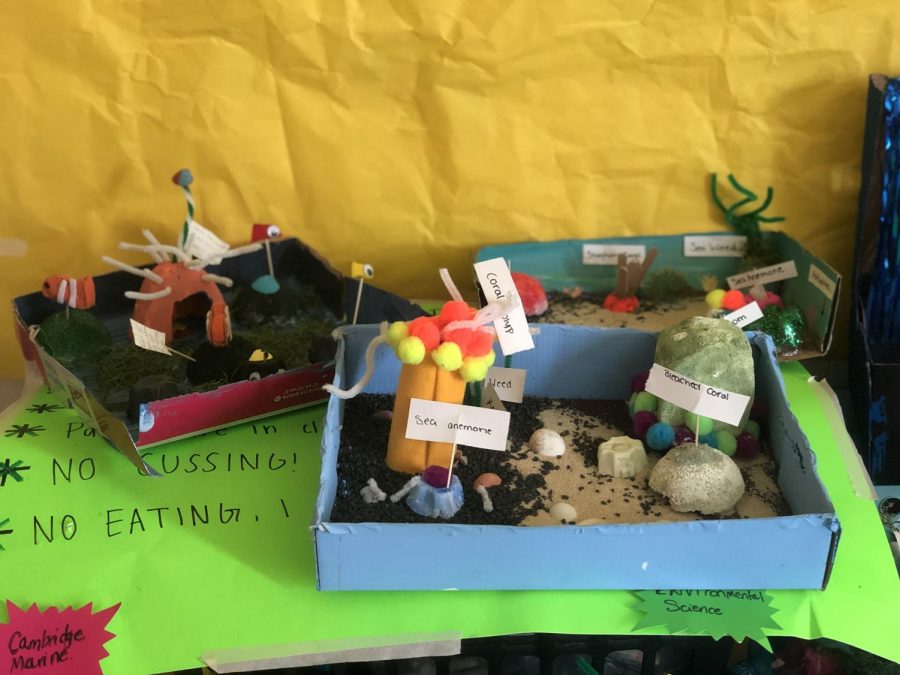Some representations of what students believe a coral reef looks like