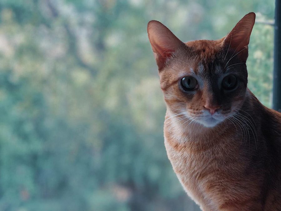 A rescued cat looking out into the distance. (Photo editing provided by Javier Martinez.)