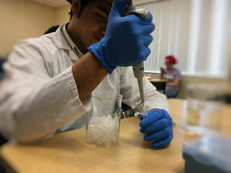 Senior, Daniel Rodriguez simulating the preparation for polymerase chain reaction.