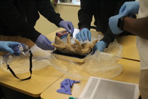 The biomedical innovations class broke off into groups to dissection fetal pigs for the first time.