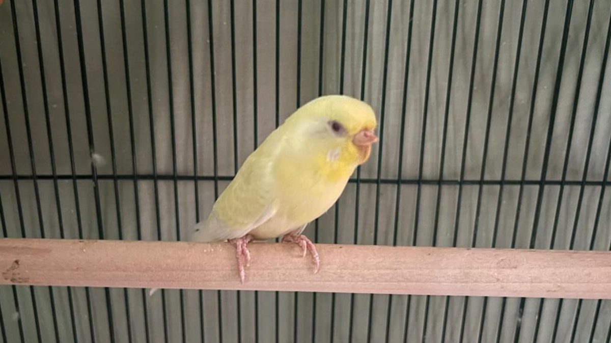 Meet Sophomore Chelsea Gawrons pet Sparkle, the parakeet. 